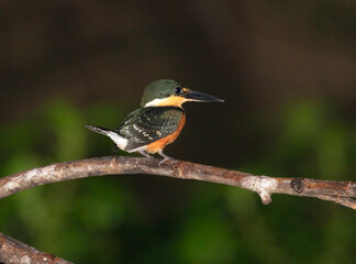 Fototapeta premium The American pygmy kingfisher (Chloroceryle aenea)
