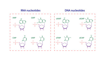 DNA and RNA Nucleotides