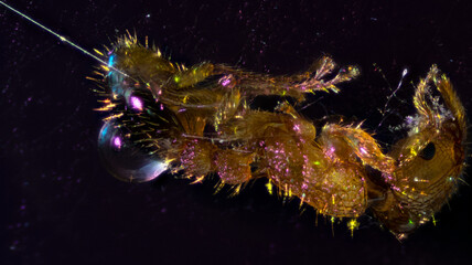 Fire ant (Solenopsis invicta) with fungal infection, polarized light.