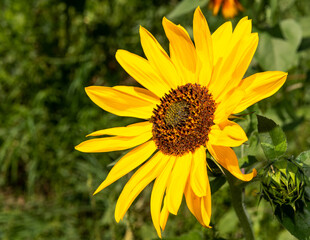 sunflower season