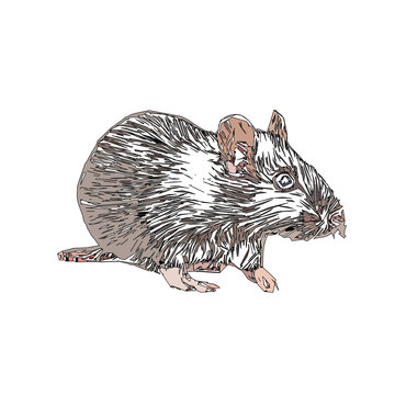 colored sketch of a mouse with a transparent background