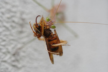 蜂を捕食するカマキリ