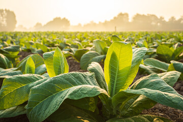 Young green tobacco plant in field at Sukhothai province northern of Thailand