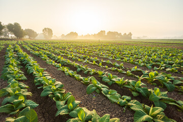 Young green tobacco plant in field at Sukhothai province northern of Thailand