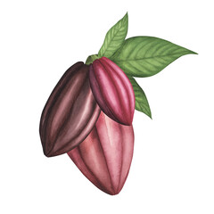 Ripe Cocoa pod isolated on white. Watercolor Hand drawing Illustration for chocolate packaging, menu, poster