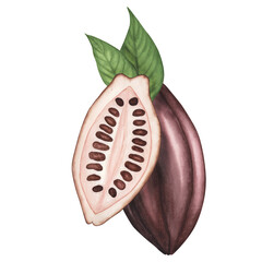 Ripe dark Cocoa pod with beans isolated on white. Watercolor Hand drawing Illustration for chocolate packaging, poster