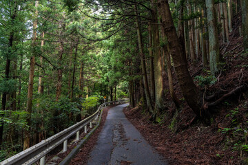 森を抜ける道