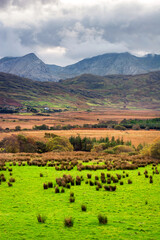 Obraz premium Scenic landscape with green fields in the Connemara mountains