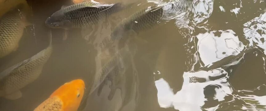 carp and tilapia in a murky pond