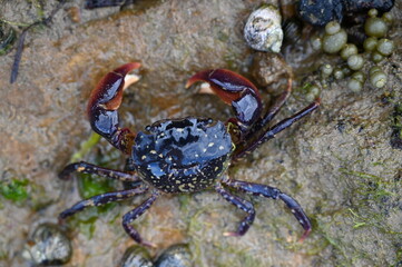 A crab running away