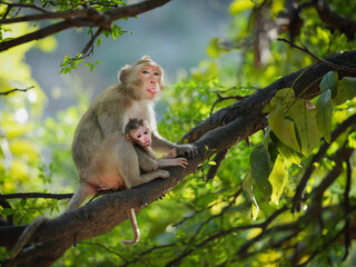 Mother monkey and baby on tree in natural forest. She hug baby monkey in her arms with love and warm, it good mood, eye contact stick out tongue, funny, cheeky look. Khao Ngu Stone Park, Thailand.