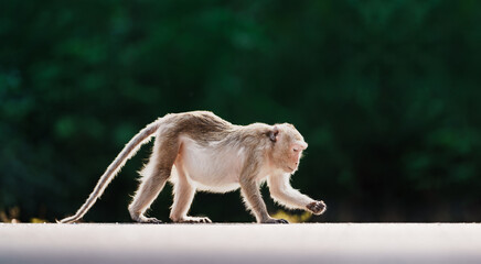 Portrait, Monkey or Macaca on the road in forest park, it standing position, looking for something on ground, on outdoor green background, Khao Ngu Stone Park, Thailand. Free space for text input.