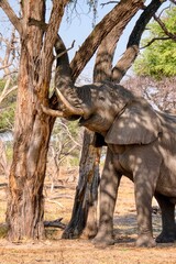 An adult male African elephant (Loxodonta africana) in Botswana stripping bark from a tree, which is a normal and nutritious food source.