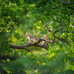 Portrait, Two little monkeys or Macaca in natural forest park sit and climb on branch and looking doubtfully, enjoy, happy. Khao Ngu Stone Park, Ratchaburi, Thailand. Leave a blank and space for text.