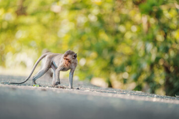 Portrait, little monkey or Macaca on the road in forest park, it standing position, looking for something on ground, on outdoor yellow background, Khao Ngu Stone Park, Thailand. Space for text input.