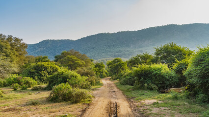 A dirt safari road runs through the jungle. Ruts are visible on the soil. There are lush bushes and trees on the roadsides. Ahead, against the blue sky, a mountain. India. Sariska National Park © Вера 