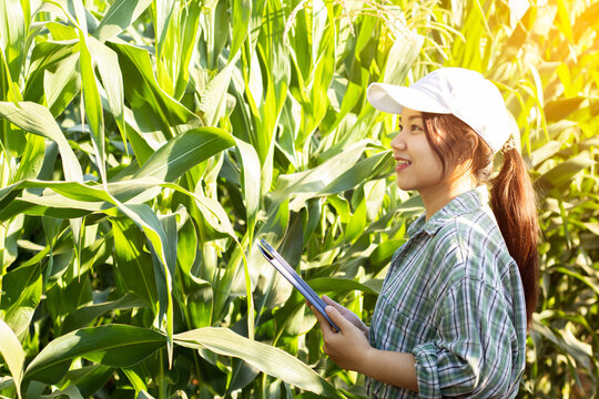 Smart Asian woman farmer agronomist using digital tablet for examining and inspecting quality control of produce corn crop in corn fields,Modern technologies in agriculture management and agribusiness