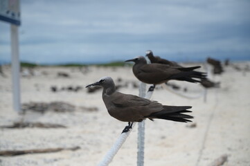 Black birds resting on the rope