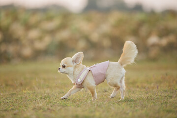 chihuahua dog walking outdoors in autumn