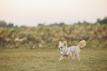 chihuahua dog walking outdoors in autumn