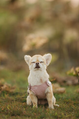 chihuahua dog standing outdoors in autumn