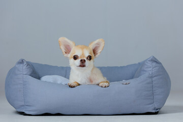 Adorable chihuahua on the lair