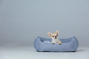 Adorable chihuahua in dog bed