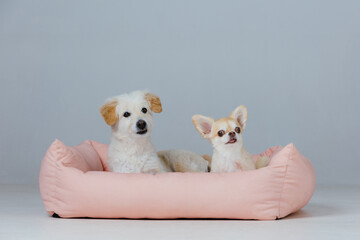 Adorable dogs in dog bed