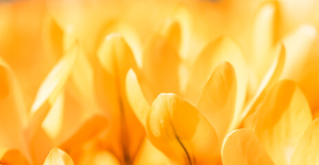 Abstract floral background, yellow crocus flowers. Macro flowers backdrop for holiday design