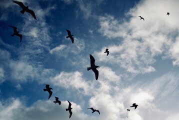 birds in the sky