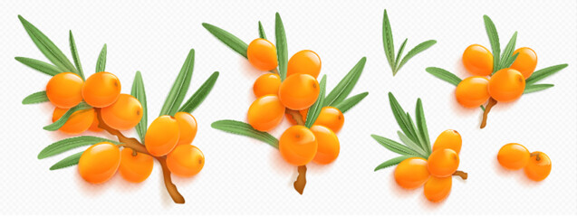 Sea buckthorn branches with orange berries and green leaves isolated on transparent background. Natural plant twigs with fresh seabuckthorn fruits, vector realistic illustration - obrazy, fototapety, plakaty