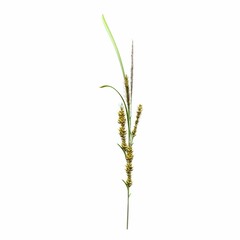 wild field grass, isolated on white background, 3D illustration, cg render