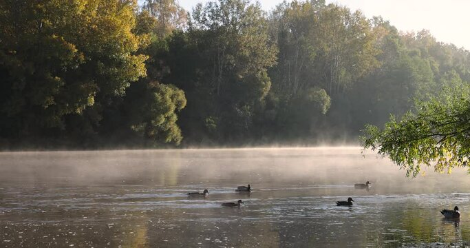 A little fog on the river in the autumn season, fog on the surface of the river in the autumn season during the sunny dawn