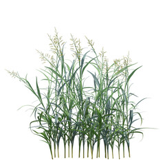 wild field grass, isolated on a transparent background, 3D illustration, cg render
