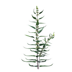 wild field grass, isolated on a transparent background, 3D illustration, cg render
