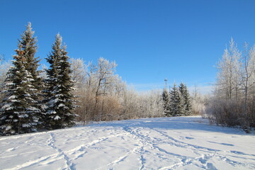 winter landscape with trees, Pylypow Wetlands, Edmonton, Alberta