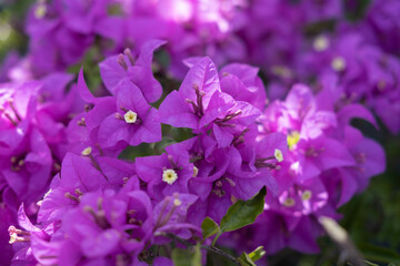 Fototapeta na wymiar Bougainvillea flowers, cultivar Vera Deep Purple Bougainvillea