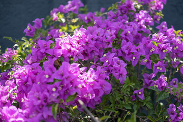 Bougainvillea flowers, cultivar Vera Deep Purple Bougainvillea