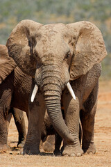 Naklejka na ściany i meble A large African bull elephant (Loxodonta africana) in natural habitat, Addo Elephant National Park, South Africa.