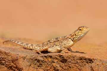 Ground agama (Agama aculeata) sitting on a rock, South Africa.