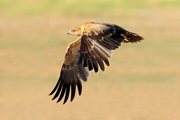 A tawny eagle (Aquila rapax) in flight with open wings, South Africa.