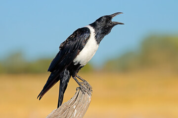 A pied crow (Corvus albus) perched on a branch, Etosha National Park, Namibia.