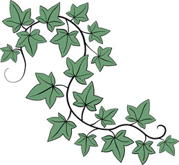 Simplicity ivy freehand drawing flat design.
