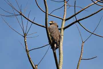 red tailed hawk