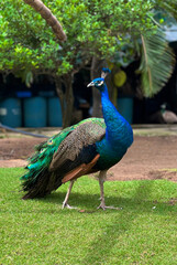Peacock in the small zoo