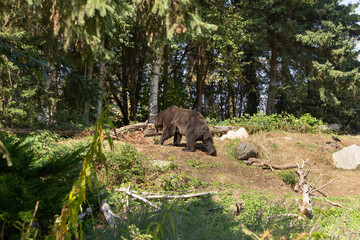 A view of a grizzly bear in the forest.