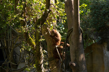 A view of an orangutan in the tree canopy. © DAVID