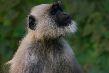 Gray langurs, aka Hanuman langurs are Old World monkeys native to the Indian subcontinent...