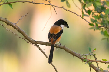 The long-tailed or rufous-backed shrike 