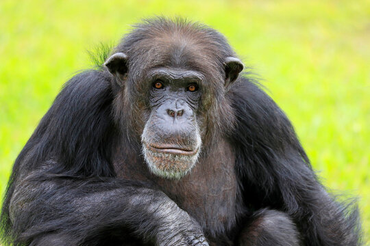 Close-up of a Chimpanzee looking at the camera with green background